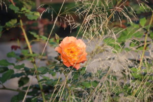 IMG_9607.JPG