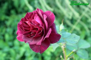 IMG_6659.JPG