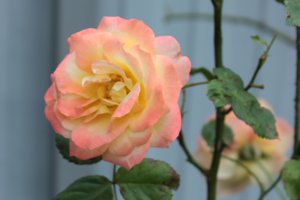 IMG_6693.JPG
