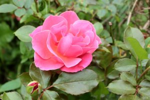 IMG_6703.JPG
