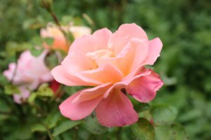 IMG_6710.JPG