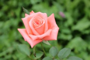 IMG_6717.JPG
