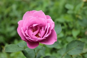 IMG_6722.JPG