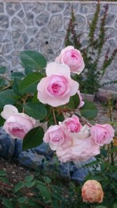 DSC_0306.JPG
