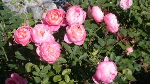 DSC_0206.JPG