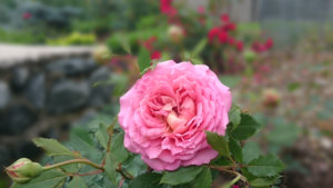 20180717_111022.jpg