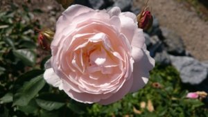 DSC_0378.JPG