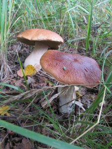 IMG_9052.JPG