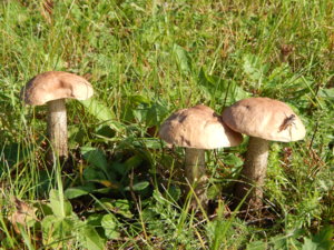 DSCN8178.JPG