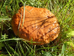 DSCN8184.JPG