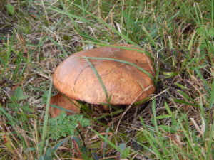 DSCN8491.JPG
