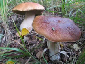 IMG_9051.JPG