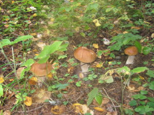 IMG_9087.JPG