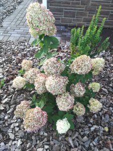 IMG_20180929_144315.jpg