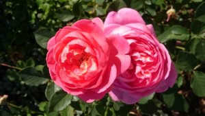 DSC_0376.JPG