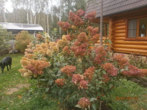 P9300085.JPG