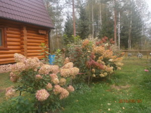 P9300082.JPG