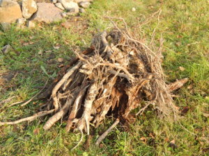 DSCN8413.JPG