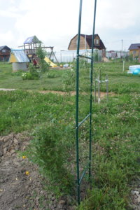 DSC00599.JPG