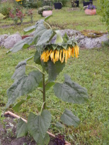 DSCN8198.JPG