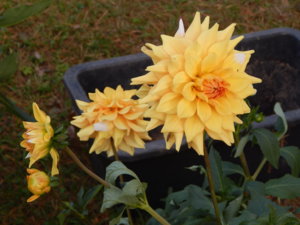 DSCN8499.JPG