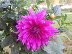 DSCN8249.JPG