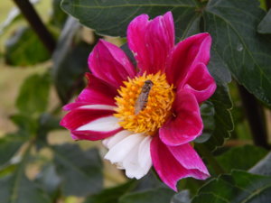 DSCN8233.JPG