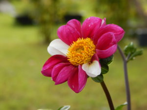 DSCN8234.JPG