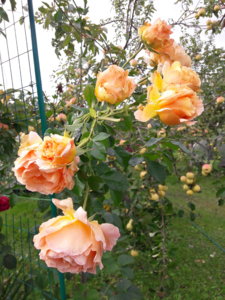 20181003_142225.jpg
