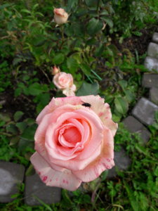 20181003_142419.jpg