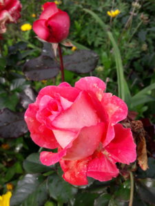 20181003_142523.jpg