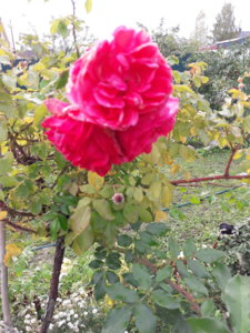 20181003_142103.jpg