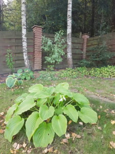 20180909_125246.jpg