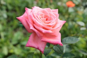 IMG_6782.JPG