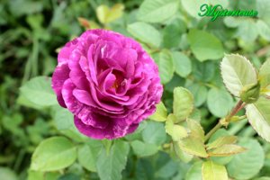 IMG_6791.JPG