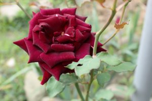 IMG_6811.JPG