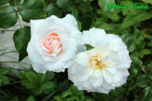 IMG_6829.JPG