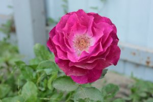 IMG_6887.JPG
