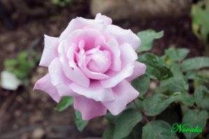 IMG_6890.JPG