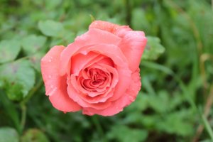 IMG_6892.JPG