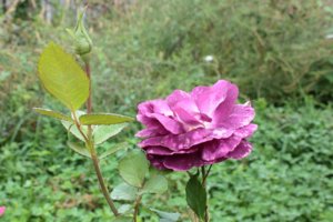 IMG_6898.JPG