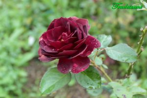 IMG_6907.JPG