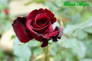 IMG_6928.JPG