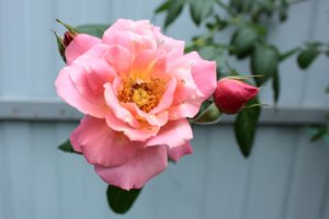IMG_6949.JPG