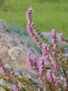 DSCN8439.JPG