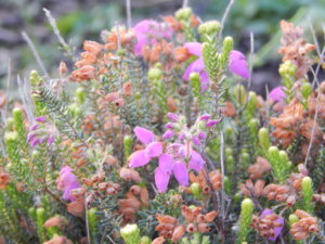 DSCN8450.JPG