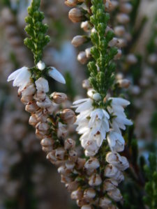 DSCN8692.JPG