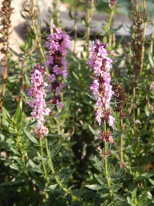 DSCN8750.JPG