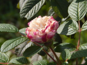 DSCN8729.JPG