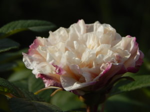 DSCN8731.JPG